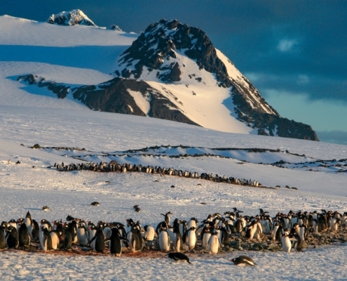 Eine Kolonie von Eselspinguinen auf der Antarktischen Halbinsel. Die Gesamtzahl der brütenden Pinguinpaare in der Antarktis wird auf etwa 20 Millionen geschätzt. (CREDIT: John Chardine/Hurtigruten Expeditions)