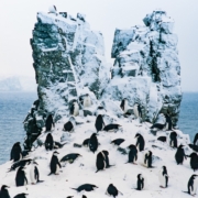 Eine Kolonie von Zügelpinguinen auf Half Moon Island auf den Südlichen Shetland-Inseln. (CREDIT: John Chardine/Hurtigruten Expeditions)