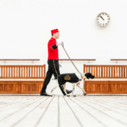Mit dem Dog Master Gassi gehen (Foto Cunard)
