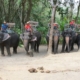Fünf Elefanten und ihre Mahouts (Elefantenführer) auf einer Elefantenfarm in Phuket, Thailand - Folge 85 von Verrückt nach Meer (BR-Foto)