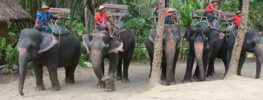 Fünf Elefanten und ihre Mahouts (Elefantenführer) auf einer Elefantenfarm in Phuket, Thailand - Folge 85 von Verrückt nach Meer (BR-Foto)