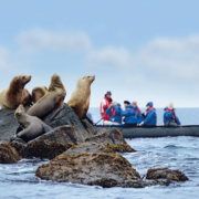 Fast täglich kommen die Zodiacs zum Einsatz, um die antarktische Tierwelt zu entdecken, (Foto Hapag-Lloyd Cruises)