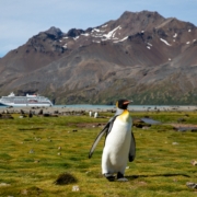 Auf den Hanseatic Expeditionsreisen können alle acht in der Antarktis lebenden Pinguin-Arten gesichtet werden (Foto Hapag-Lloyd Cruises/Niklas Faralisch)