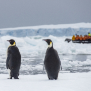 Ein unvergessliches Erlebnis: Kaiserpinguine im Weddell Meer mit Ponant erleben (Foto Ponant/Miller Hopkins)