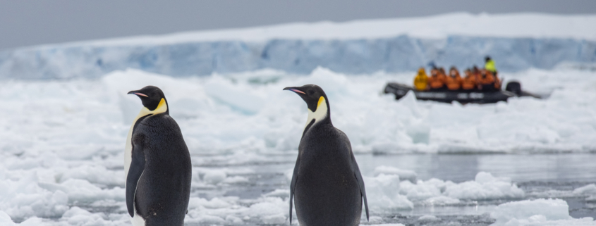 Ein unvergessliches Erlebnis: Kaiserpinguine im Weddell Meer mit Ponant erleben (Foto Ponant/Miller Hopkins)